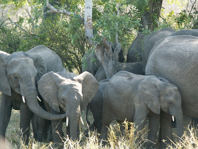 Elephanten im Kruger N.P.